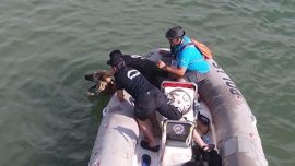 Yüzerken yorulan köpeği polis kurtardı