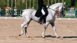 At Terbiyesi Balkan Şampiyonası'nda yarışacak sporcular belli oldu