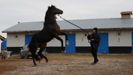 Gazi Koşusu'nu kazanan yarış atı Divine Heart damızlık olarak kullanılıyor